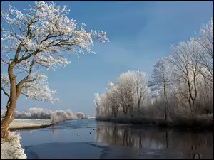 Rzeka, Widok, Drzewa, Zimowy