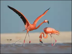 Dwa, Woda, Różowe, Flamingi