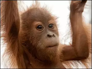 Futro, Młody, Orangutan