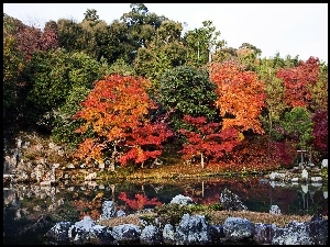 Drzewa, Japonia, Rzeka, Kyoto, Kolorowe