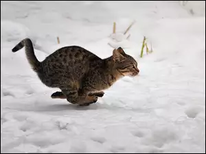 Kot, Śnieg