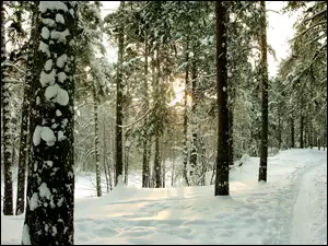 Zima, Las, Ścieżka