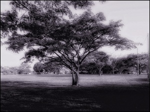 Czarno-Białe, Drzewa
