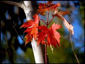 Drzewo, Jesieni, Kolorowe, Liście