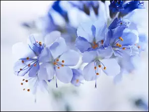 Niebieskie, Kwiaty