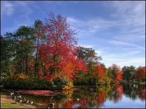 Jesień, Jeziorko, Kolorowe, Drzewa