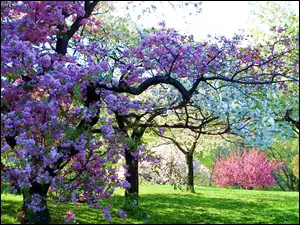 Sad, Wiosna, Drzewa Owocowe