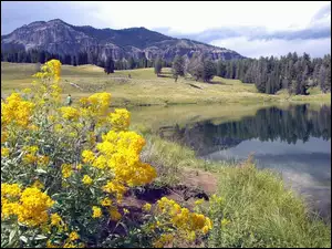 Montana, Jeziorko, Stany Zjednoczone, Góry, Park Narodowy Yellowstone, Kwiaty