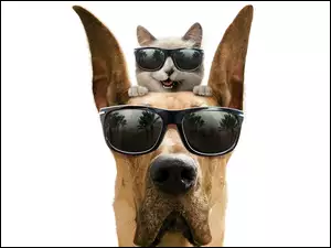 Kot, Głowa, Pies, Okulary