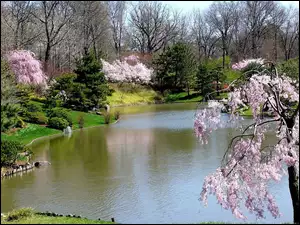 Wiosna, Park, Kwitnące, Rzeka, Drzewa
