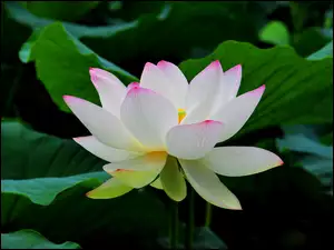 Lotosu, Biały, Kwiat