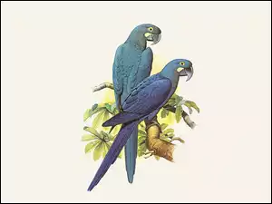 Edward Lear, Niebieskie, Papugi