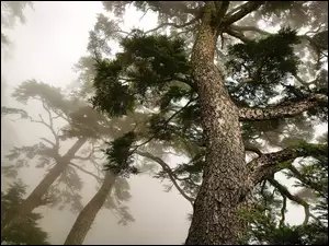 Drzewa, Mgła, Sosny, Poranek