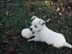piłka, szczeniak, West Highland White Terrier
