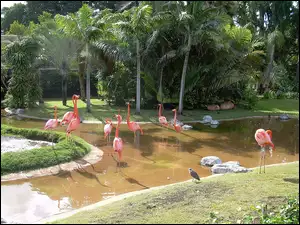 Flamingi, Park