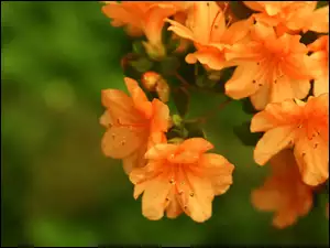 Kwiatów, Gałązka, Pomarańczowych