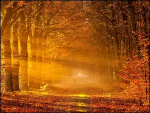 Jesień, Drzewa, Droga, Las, Promienie Słońca