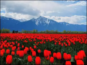 Góry, Czerwone, Tulipany
