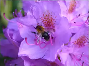 Fioletowe, Pszczoła, Kwiaty, Rododendron