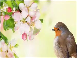 Ptaszek, Kwitnący, Kwiat