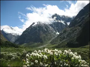 Nowa Zelandia, Góry, Kwiatki, Park Narodowy Fiordland