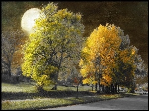 Droga, Księżyc, Drzewa, Noc