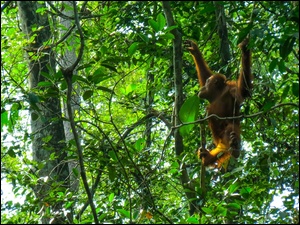Orangutan, Borneo, Las, Tropikalny