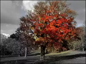 Parki, Jesień, Kolorowe, Drzewo