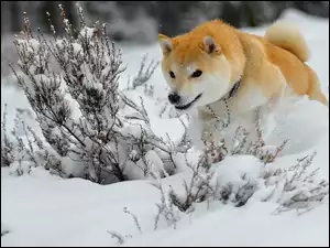 Piesek, Akita, Śnieg, Zima