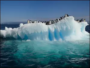 Pingwiny, Morze, Kra, Lodowa