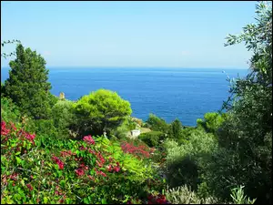 Morze, Sycylia, Kwiaty, Roślinność