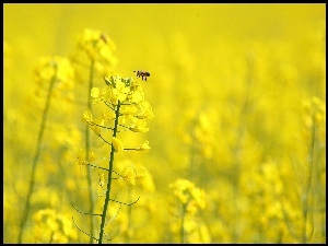 Pszczółka, Żółte, Kwiaty