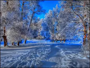 Zima, Niebo, Drzewa