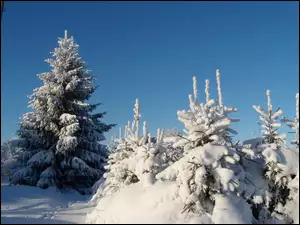 Drzewka, Zima, Ośnieżone