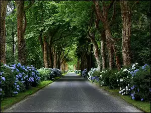 Droga, Park, Kwiaty, Niebieskie, Drzewa