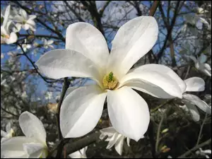 Magnolii, Biały, Kwiat