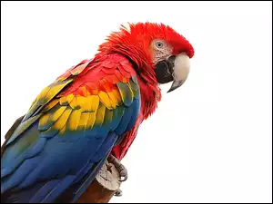 Ara, Kolorowa, Papuga