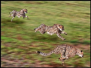 Gepardy, Polowanie