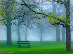 Park, Mgła, Drzewa, Ławka