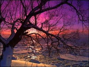 Zachód Słońca, Zima, Drzewo