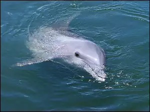 Woda, Delfin, Płetwa