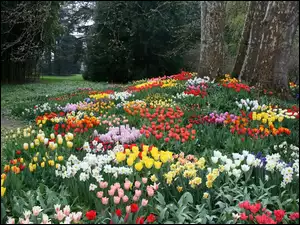Tulipany, Park, Kwiaty