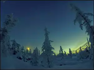 Śnieg, Zmierzch, Drzewa