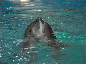 Dwa, Delfiny
