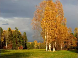 Las, Jesień, Polana, Drzewa