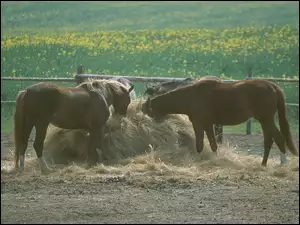 Konie, Siano