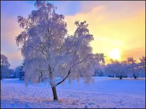 Drzewa, Śnieg, Zachód, Słońca