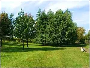 Sosnowiec, Park, Trawa, Drzewa, Ławka