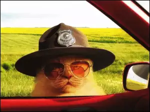 Kot, Policjant, Okulary, Kapelusz