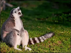Lemur, Trawa